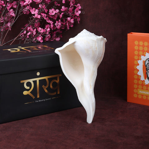 Natural Dakshinavarti Valampuri Shankh 17.7 cm sacred right-handed conch shell for puja, vastu, and spiritual rituals. India’s Largest Pooja Accessories Brand – www.satvikstore.in
