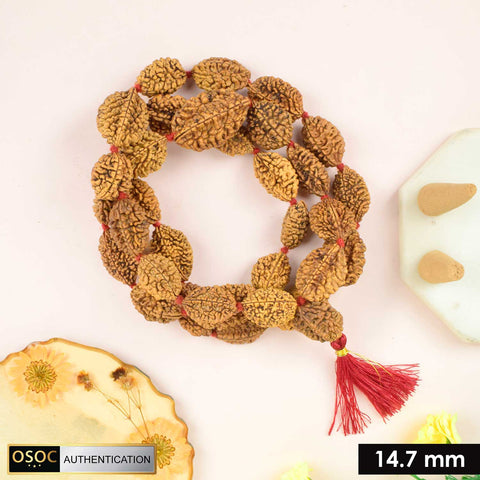 2 Mukhi Kantha Rudraksha Mala