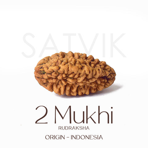Certified 2 Mukhi Natural Rudraksha Bead (Indonesia)