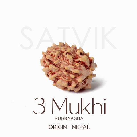 Certified 3 Mukhi Natural Rudraksha Bead (Nepali)