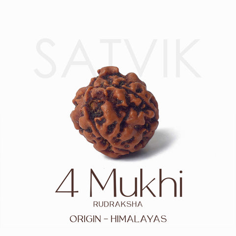 Certified 4 Mukhi Natural Rudraksha Bead (Himalaya)