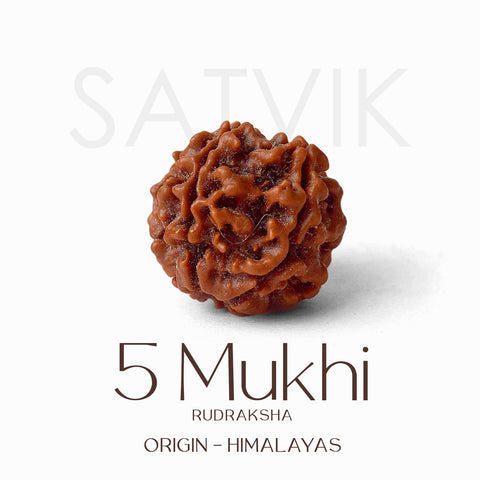 Certified 5 Mukhi Rudraksha Bead for Himalayan