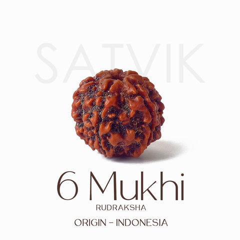 Certified 6 Mukhi Natural Rudraksha Bead (Indonesia)