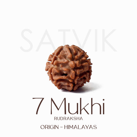 Certified 7 Mukhi natural brown Rudraksha bead placed on red background for attracting wealth, healing Saturn dosha, and spiritual prosperity. India’s Largest Pooja Accessories Brand - www.satvikstore.in