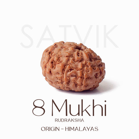Certified 8 Mukhi Natural Rudraksha Bead (Himalaya)