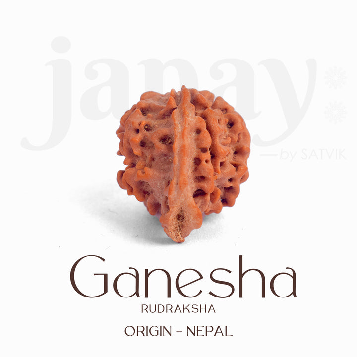 Certified natural Ganesh Mukhi Rudraksha bead from Nepal, showcasing multiple trunk-like protrusions symbolizing Lord Ganesha. India’s Largest Pooja Accessories Brand – www.satvikstore.in