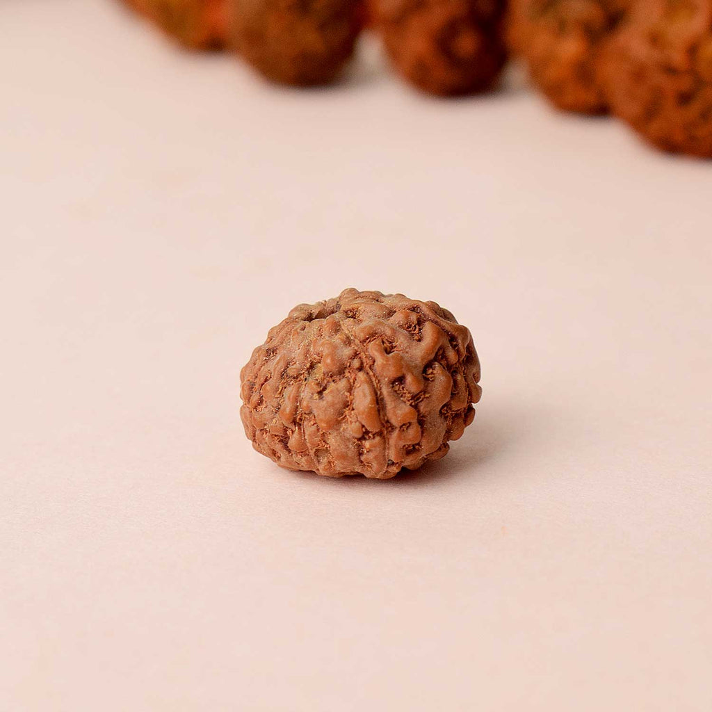 Certified 8 Mukhi Rudraksha bead in natural brown color from Nepal placed on red cloth for clarity, success, and obstacle removal. India’s Largest Pooja Accessories Brand - www.satvikstore.in
