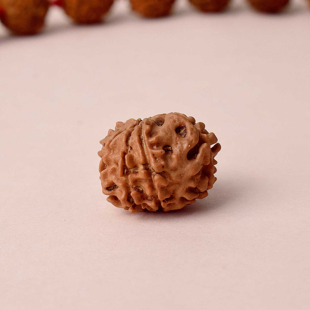 Certified 8 Mukhi Rudraksha bead in natural brown color from Indo origin placed on red cloth for success, clarity, and spiritual protection. India’s Largest Pooja Accessories Brand - www.satvikstore.in
